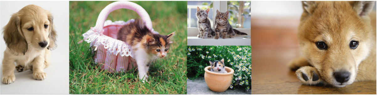 ペットシッター名古屋大曽根